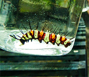 Caterpillar in a glass jar